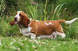 BASSET HOUND 054
